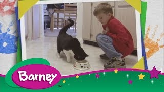 Barney 🐱 Here Kitty Kitty Barney 🐱 Here Kitty Kitty