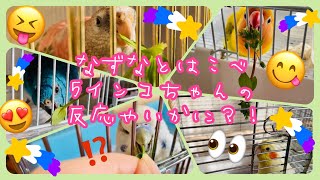 【インコーズ】はじめてのなずなとはこべ😋5インコちゃんの反応の違いが面白い🤣