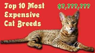 Top 10  expensive cats 2021 | Most expensive feline breeds in the world