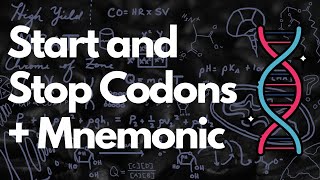 Start and Stop Codons in 1 Minute + Stop Codon Mnemonic | MCAT