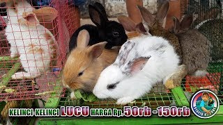 KELINCI-KELINCI LUCU Harga Rp.50rb - 150rb ⚫ 🐇 Kelinci ANGGORA Dkk