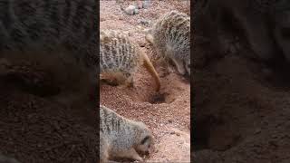 Why Mongoose is Not the Answer to Rat Control in Hawaii ? #shorts