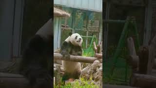 萌兰：谁还不是个功夫熊猫啊！ #panda #大熊貓