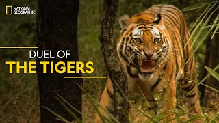 Duel of the Tigers | World's Deadliest | हिन्दी | National Geographic