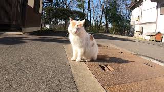 立ち入り禁止区域から現れるオオタクン  風太が近づこうとすると逃げる 御誕生寺 230317