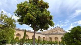 Walking in the alleys of the Orangery in Versaille! 🌳🍋😇 #feelinggood #citrustherapy