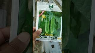 vnr krish cucumber best Verity