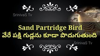 భలే వింత పక్షి || Sand Partridge Bird || వేరే పక్షి గుడ్లను కూడా పొదుగుతుంది ||