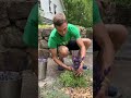 Summer Lavender Pruning #lavender #lavandula #youtubeshorts #shorts