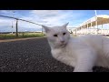 あの凶暴猫のカリン様 強烈猫パンチ8月も絶好調な総集編 straycats 野良猫