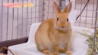 子うさぎの日常🐰 今日こた #16 「赤ちゃんうさぎは一瞬…大人になりつつある子うさぎの話」ネザーランドドワーフの赤ちゃんうさぎ