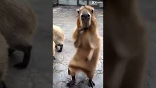 Capybara dance #capybara