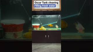 Oscar Tank cleaning in 60 seconds #aquariumhobby #shorts #aquarium #aquariumfish