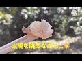 女ひとり暮らし 独女、島倉山に登ってアイスタイム😋🍦 357 いわき いわき市 小名浜 一人暮らし 独身 女子 おうちごはん 自炊 料理 グルメ 港 船 釣り 泉 島倉山 登山