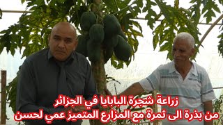 زراعة شجرة البابايا بالجزائر..من بذرة الى ثمرة مع المزارع المتميز عمي لحسن 🍊 #قناة_الظهرة_الفلاحية