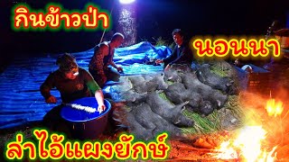 นอนนากินข้าวป่าล่าหนูแผงใหญ่แบบวิถีบ้านนา