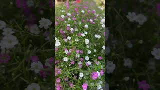 【ガーデニング記録】鉢から溢れるくらいこんもり咲いた！ #かすみ草  #babysbreath  #gardening  #ガーデニング  #花  #flowers