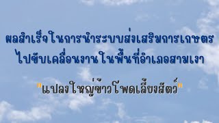 ผลสำเร็จในการนำระบบส่งเสริมการเกษตรไปขับเคลื่อนงานอำเภอสามเงา ปี 65