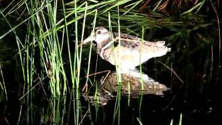 Australian painted snipe, Wanganella area,  Deniliquin district NSW 12 January 2011 Philip Maher