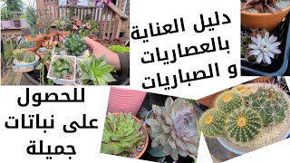 كيفية العناية بالعصاريات و الصباريات