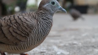 Playtube Pk Ultimate Video Sharing Website