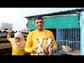 part 2 extreme quality barbari breeding setup of alaan goat farm aurangabad maharashtra