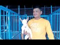 part 2 extreme quality barbari breeding setup of alaan goat farm aurangabad maharashtra