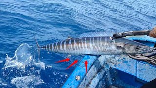 2 people spent 600 yuan trolling, accidentally caught a big mackerel