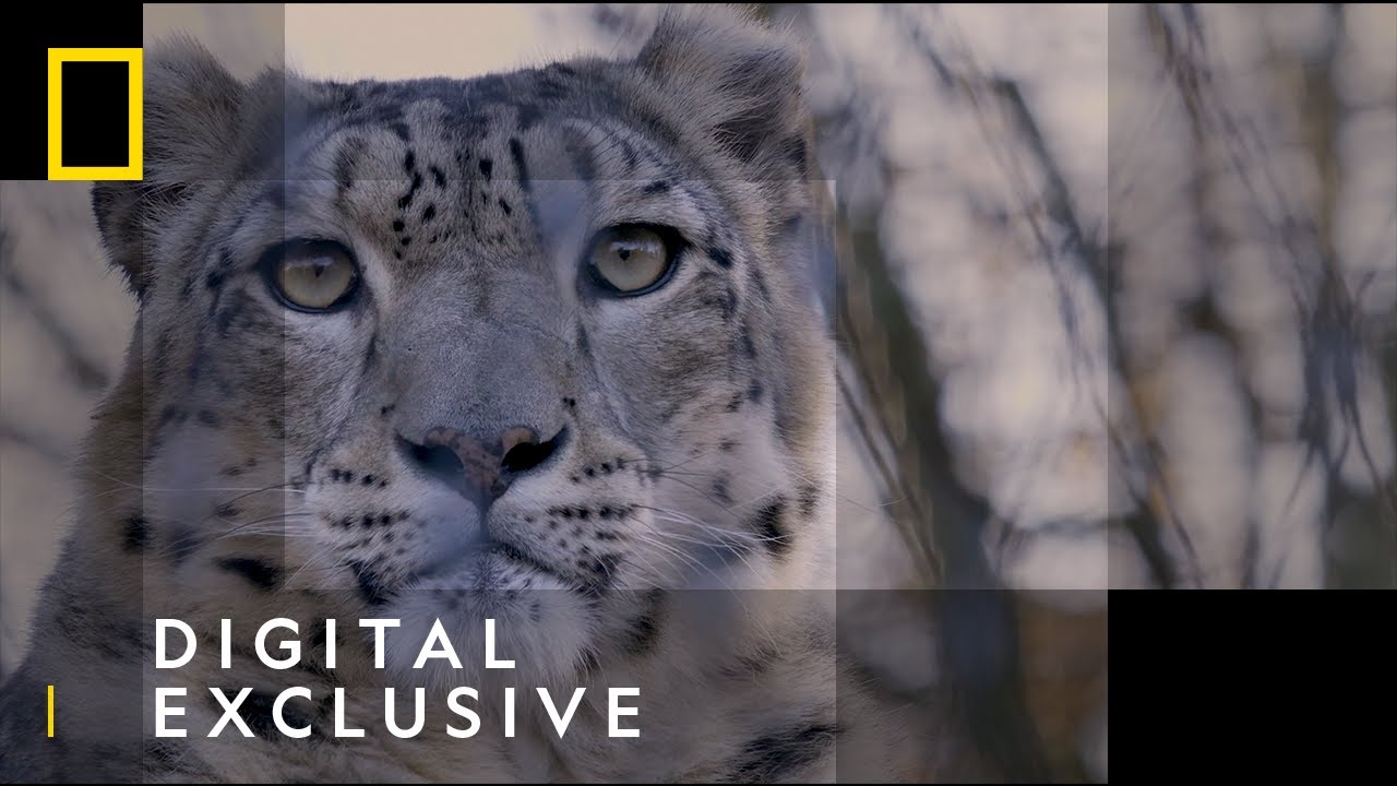 Snow Leopards 101 Facts National Geographic Wild Uk Youtube