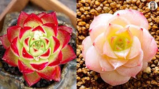 Succulents，succulent plants，suculentas|花花世界