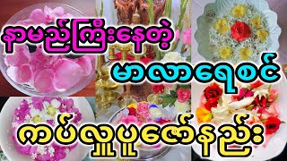 ကပ်ဘေးကိုဆေးဖို့မာလာရေစင်ကပ်လူကျမည်