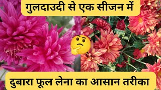 गुलदाऊदी  के पौधे से दोबारा फूल इस तरह ले सकते हैं/how guldaudi Rebloom /#gardening #viral