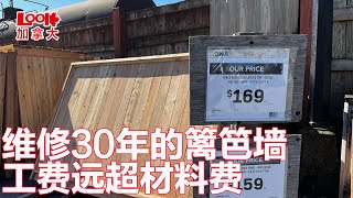 【斌主播日常】修30年的老篱笆墙，材料费没花多少钱，工费快超过3倍了Repair Fence(欢迎订阅斌主播)