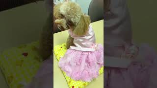 「SHEIN」で買ったお洋服が可愛いA toy poodle wearing a \