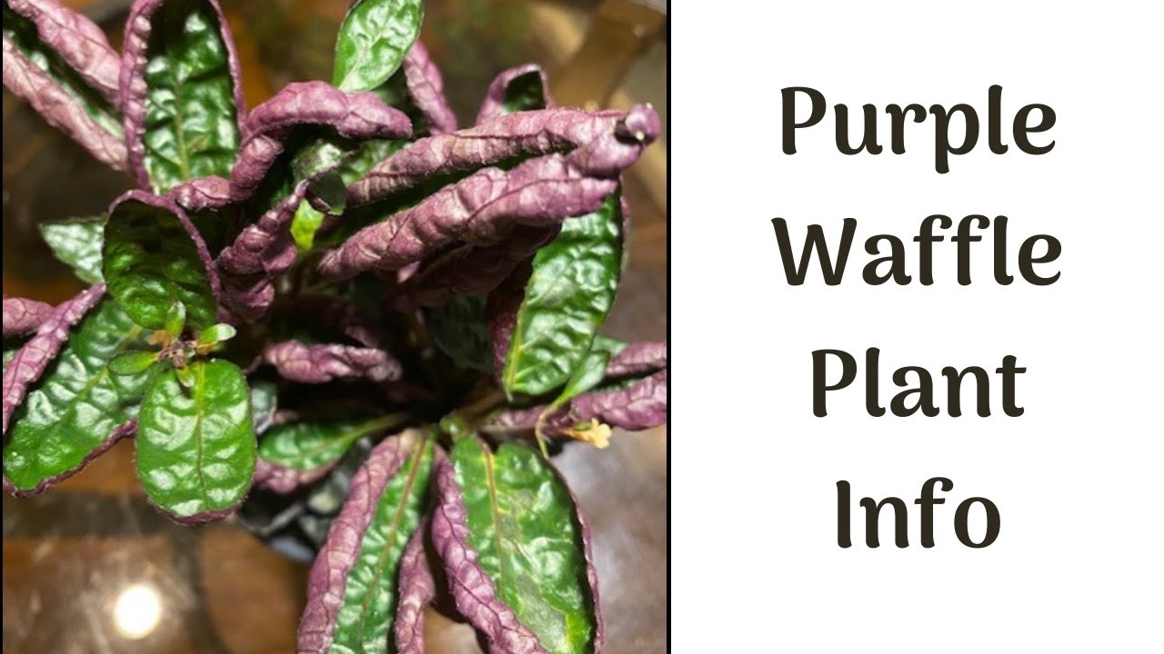 Episode 12 Purple Waffle Plant Info Youtube
