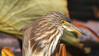 デジスコ 野鳥 2020.12.上旬　アカガシラサギ　(Chinese pond heron)