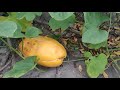 ছাদে বাঙ্গি চাষ।। muskmelon at rooftop.