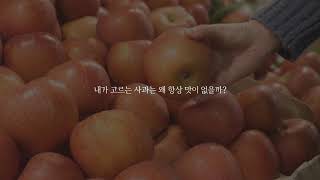 맛있는 겨울 사과 고르는 6가지 방법 🍎