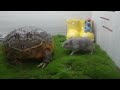 宠物青蛙周末喂食 吃了两只仓鼠肚子饱了 live feeding bullfrog