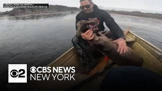 Bodycam video shows deer rescue on icy Long Island pond