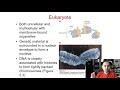 biol2416 chapter 2 chromosome and cellular reproduction