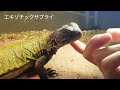 モロッコサバクトゲオアガマ　north african uromastyx 　エキゾチックサプライ