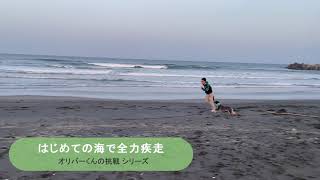 はじめての海。犬と全力疾走。（オリバーの挑戦シリーズ）