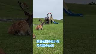 【エゾシカ】北海道あるある