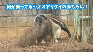 【ポケモンじゃないよ！オオアリクイの赤ちゃんだよ！】日本平動物園のオオアリクイのヒナと赤ちゃん