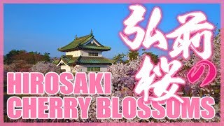 Hirosaki's Famous Cherry Blossoms 弘前の桜