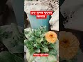 ফেলে দেয়া প্যাকেটের মধ্যে এত সুন্দর গাছটাতে ফুল ফুটেছে। আপনারাও কিভাবে পাবেন এত সুন্দর ফুল। ভাইরাল