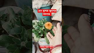 ফেলে দেয়া প্যাকেটের মধ্যে এত সুন্দর গাছটাতে ফুল ফুটেছে। আপনারাও কিভাবে পাবেন এত সুন্দর ফুল।#ভাইরাল