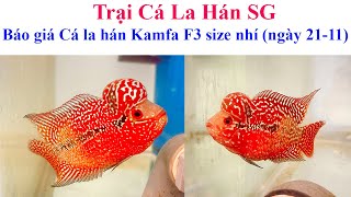 Báo giá cá la hán Kamfa F3 size nhí (ngày 21-11) - Trại Cá La Hán SG