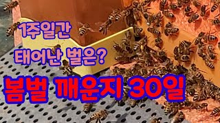 봄벌 깨운지 30일 우리 벌들 상태는?